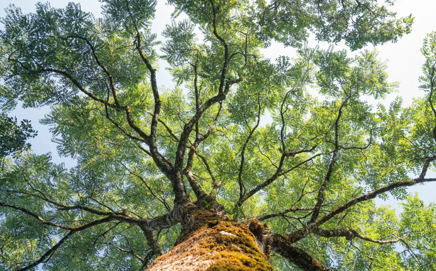 Día del árbol en la Argentina: ¿por qué se celebra hoy?
