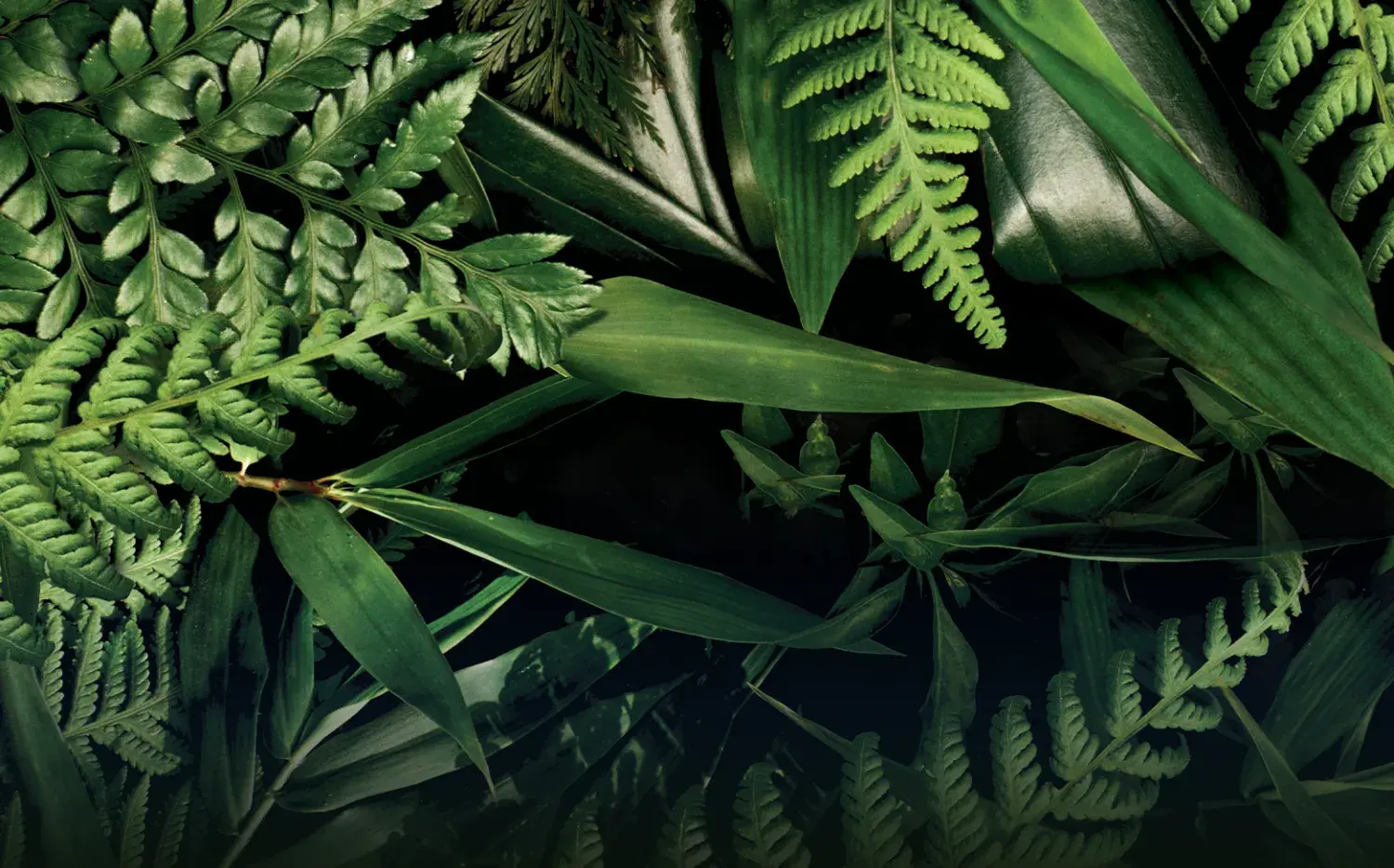 12 plantas medicinales: cuáles son y cuáles son sus beneficios