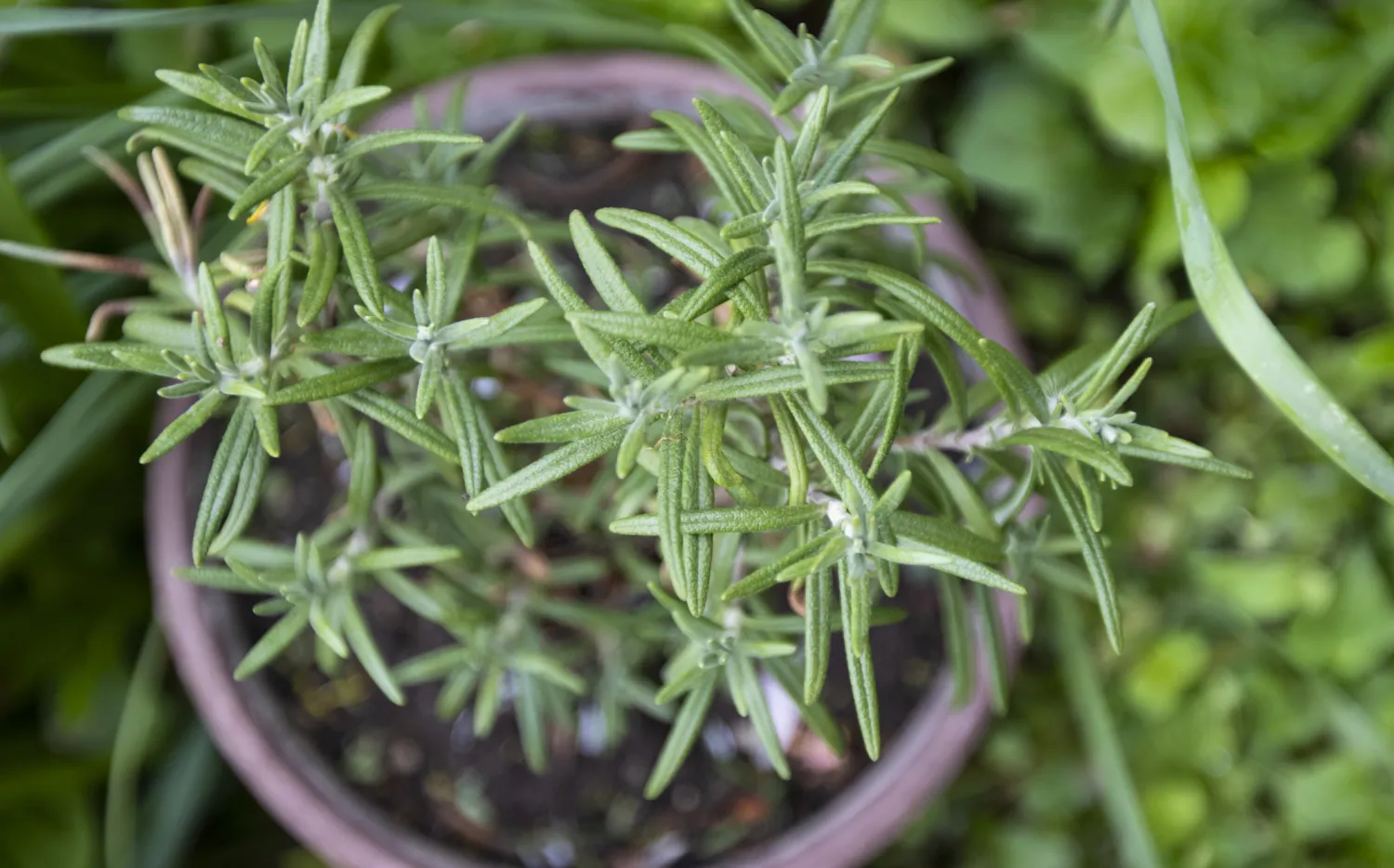 Esta planta aromática que seguro tenés en tu jardín, ayuda a la concentración y la memoria