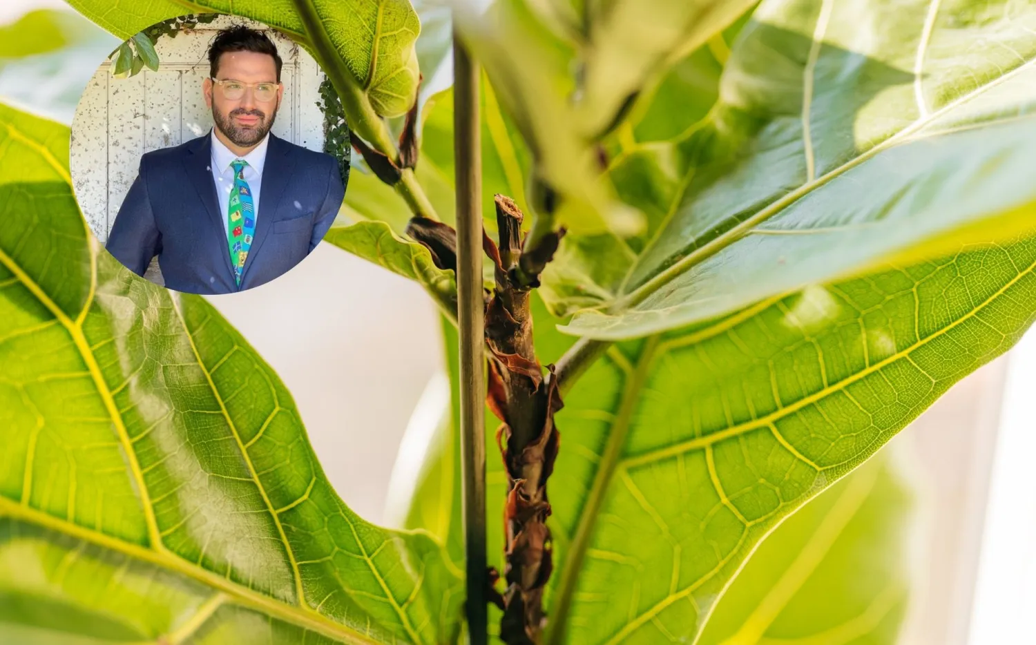 Damián Betular tiene una de las plantas de moda más buscadas 