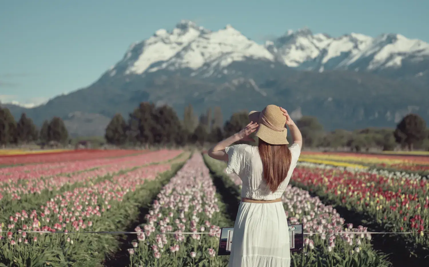 Argentina florece: dónde viajar para tener las mejores postales de flores del país Argentina florece: dónde viajar para tener las mejores postales de flores del país