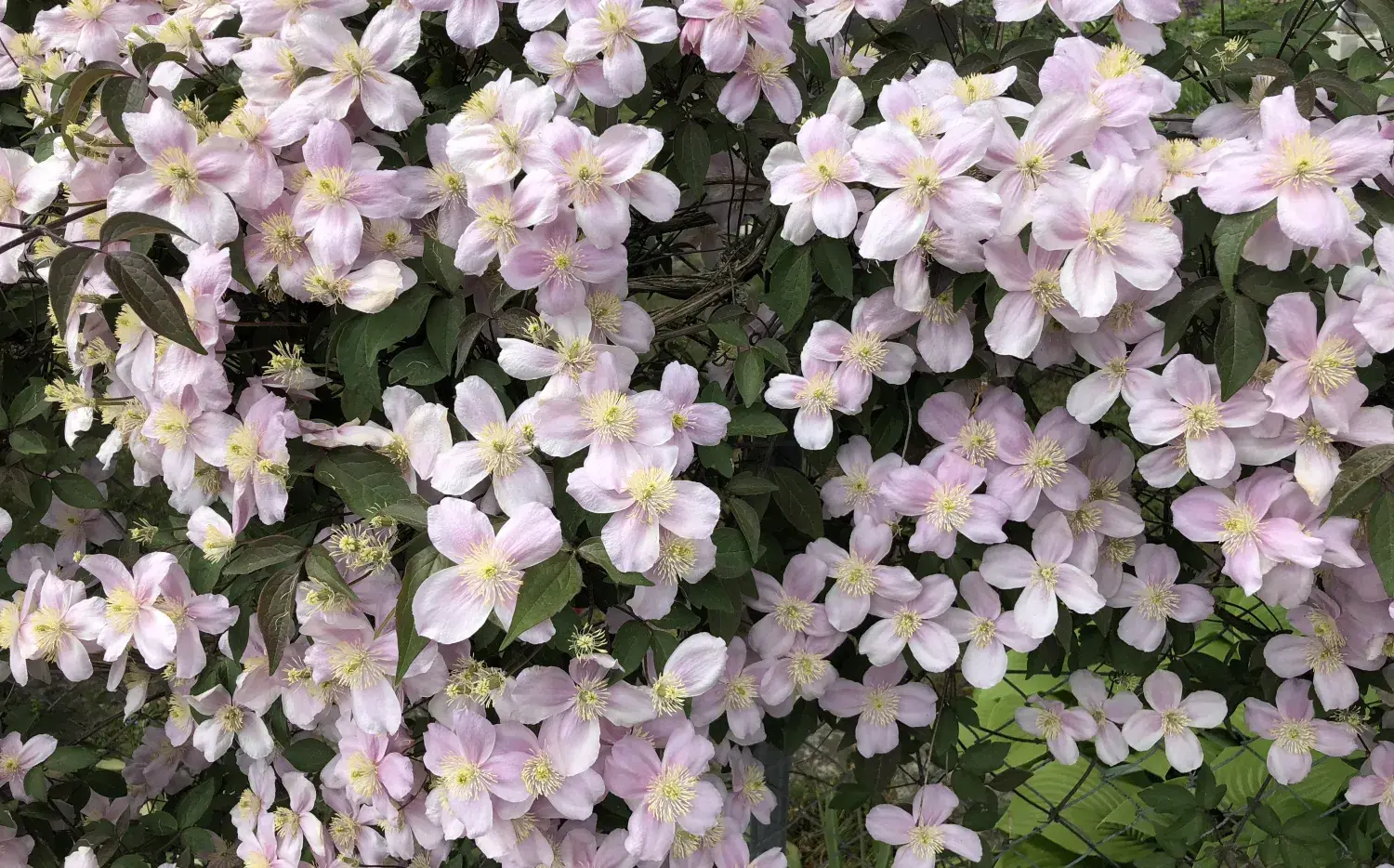 Esta es la planta trepadora que es tendencia: tiene flores increíbles y muy fáciles de cuidar