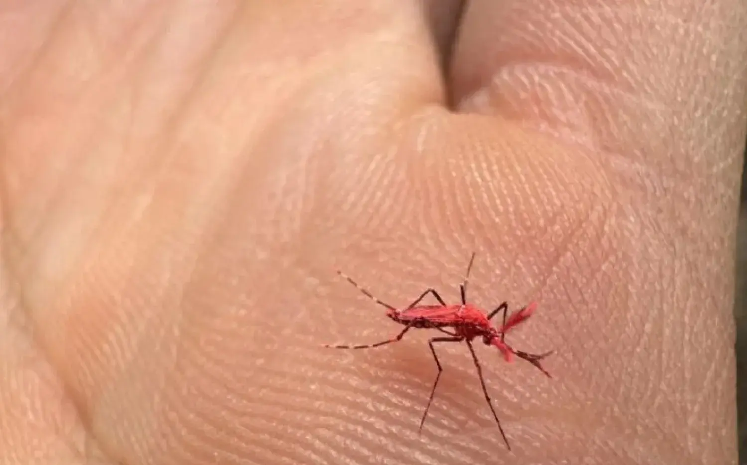 Crearon mosquitos rojos para combatir el dengue 