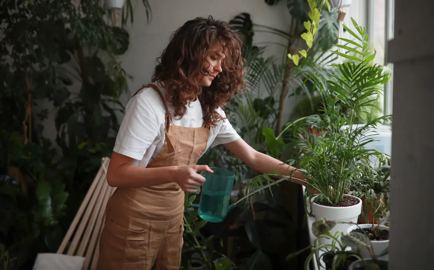 5 plantas de interior que absorben calor y refrescan las casas