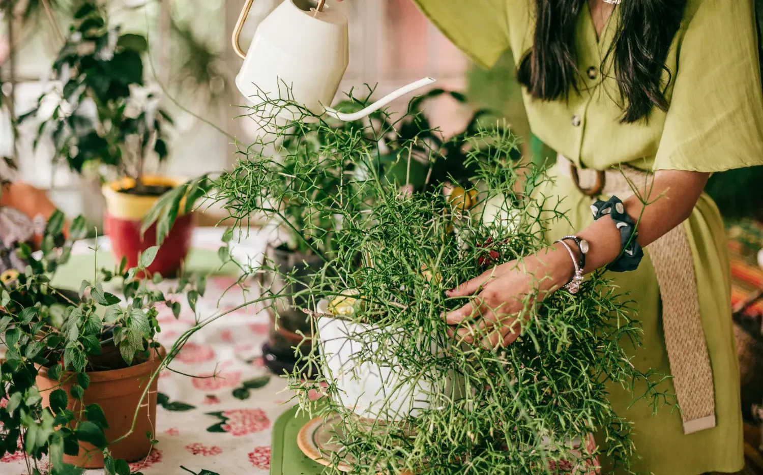 5 plantas a prueba de todo: requieren poco cuidado y crecen rápido