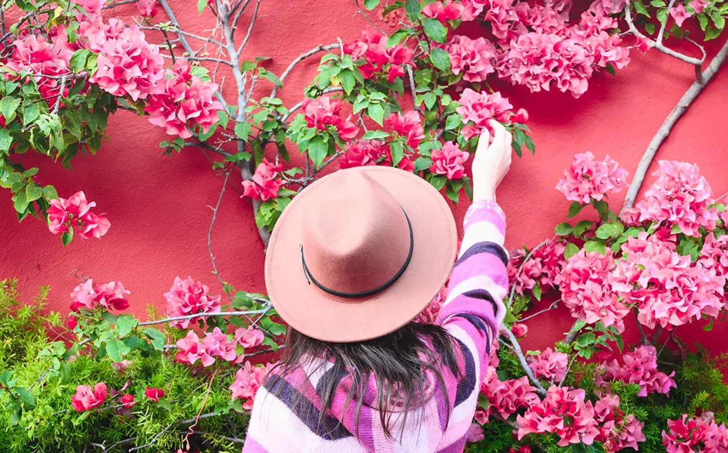 Tu balcón o patio florido en verano: cómo multiplicar tu Santa Rita