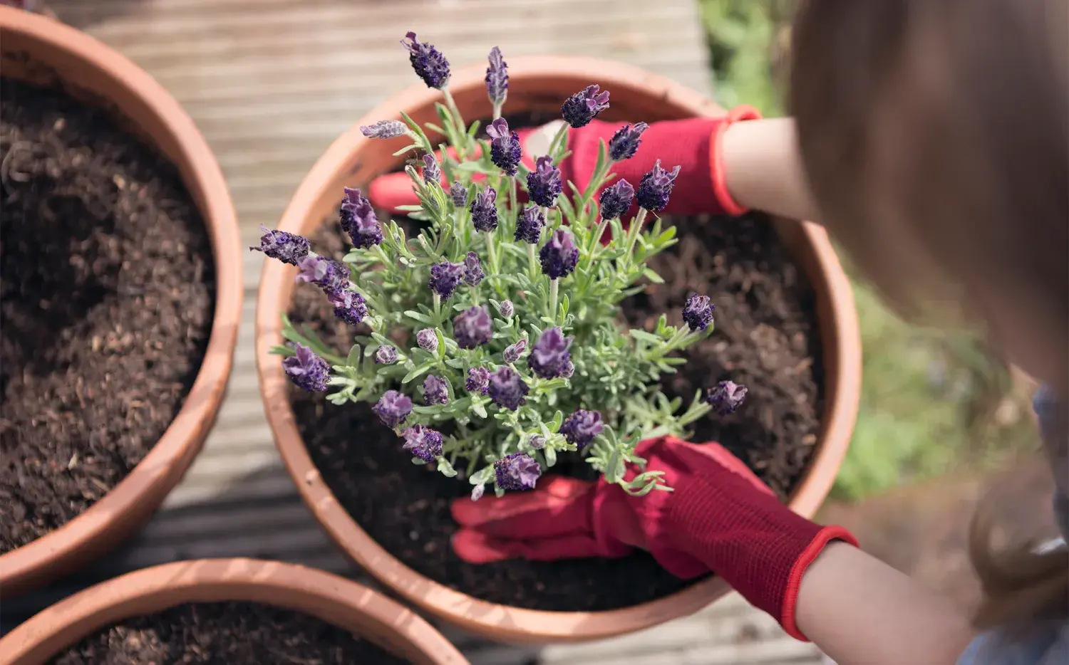 Olvidate de la lavanda: 5 plantas más resistentes y florecientes para tu jardín