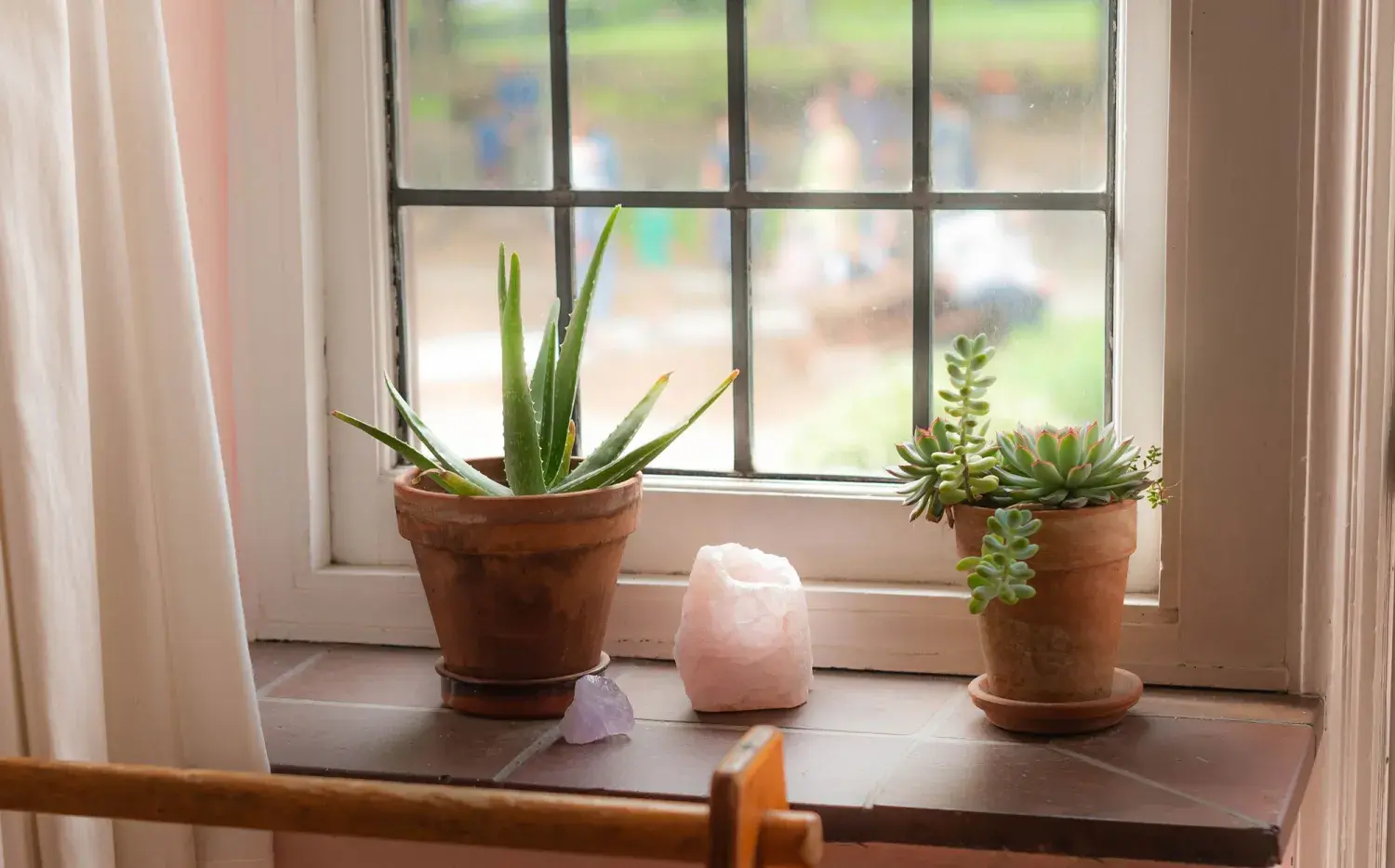 Por qué conviene tener una planta de aloe vera en la puerta de casa según el Feng Shui