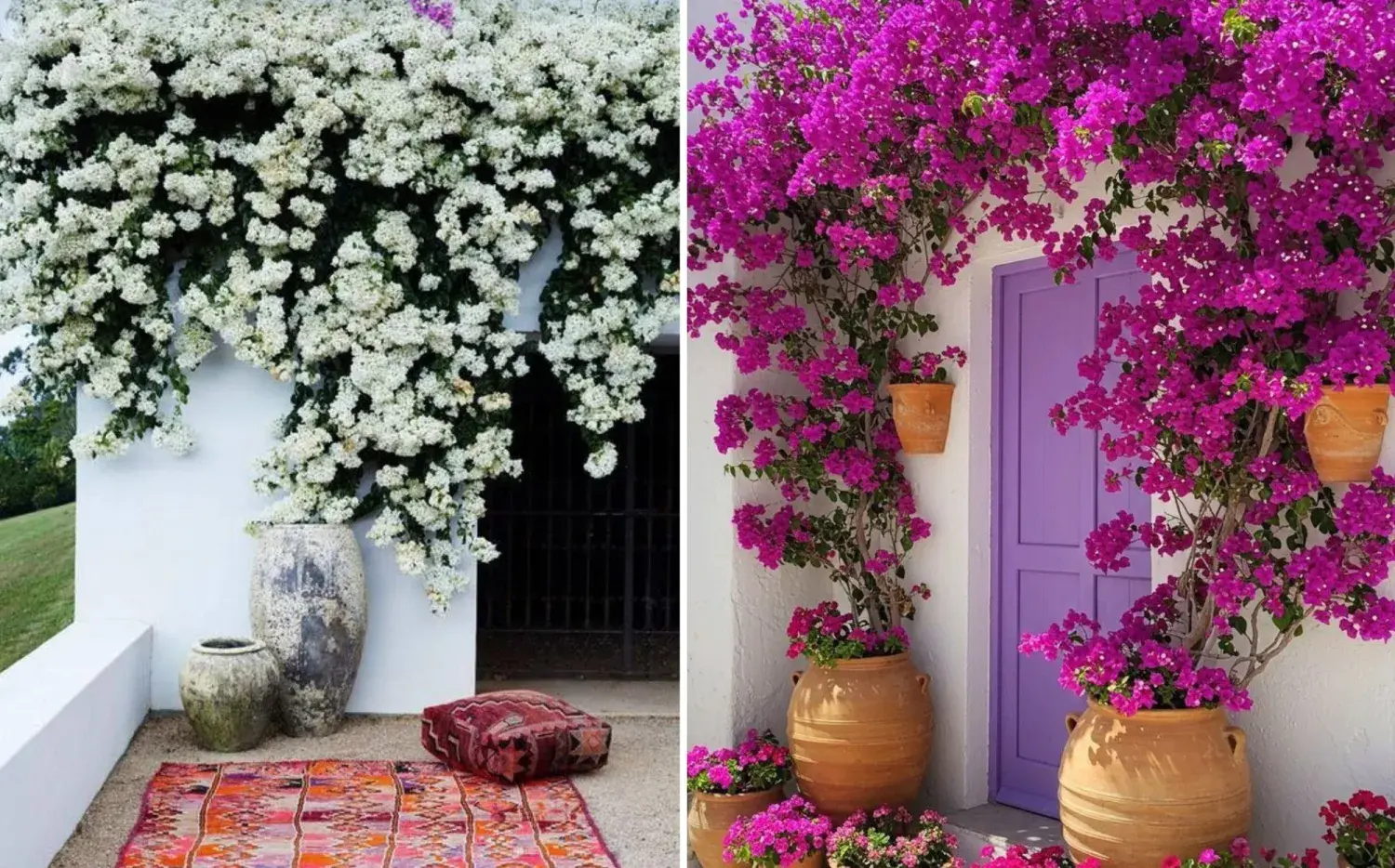 El árbol perfecto para sumar color en un mini patio o balcón