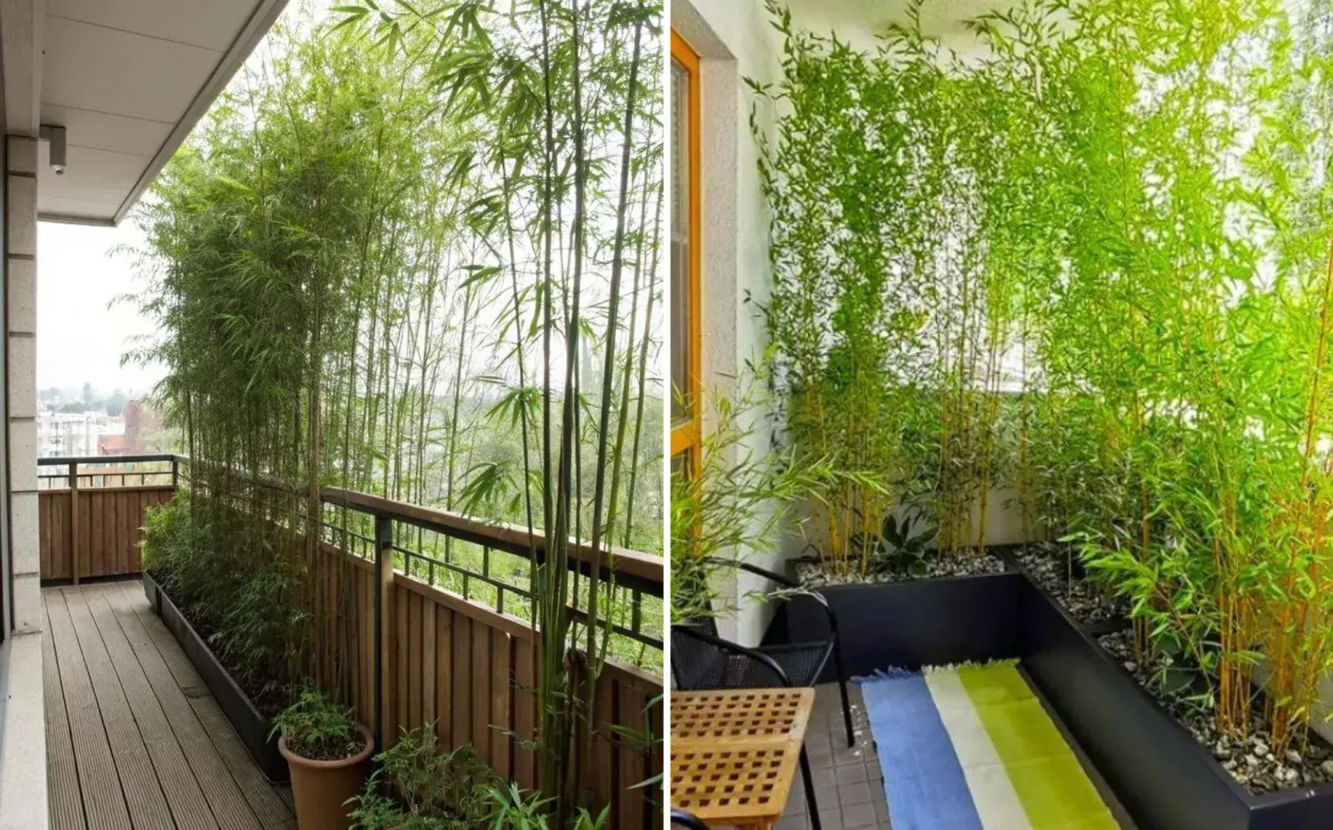 La planta perfecta para crear privacidad en balcones urbanos La planta perfecta para crear privacidad en balcones urbanos