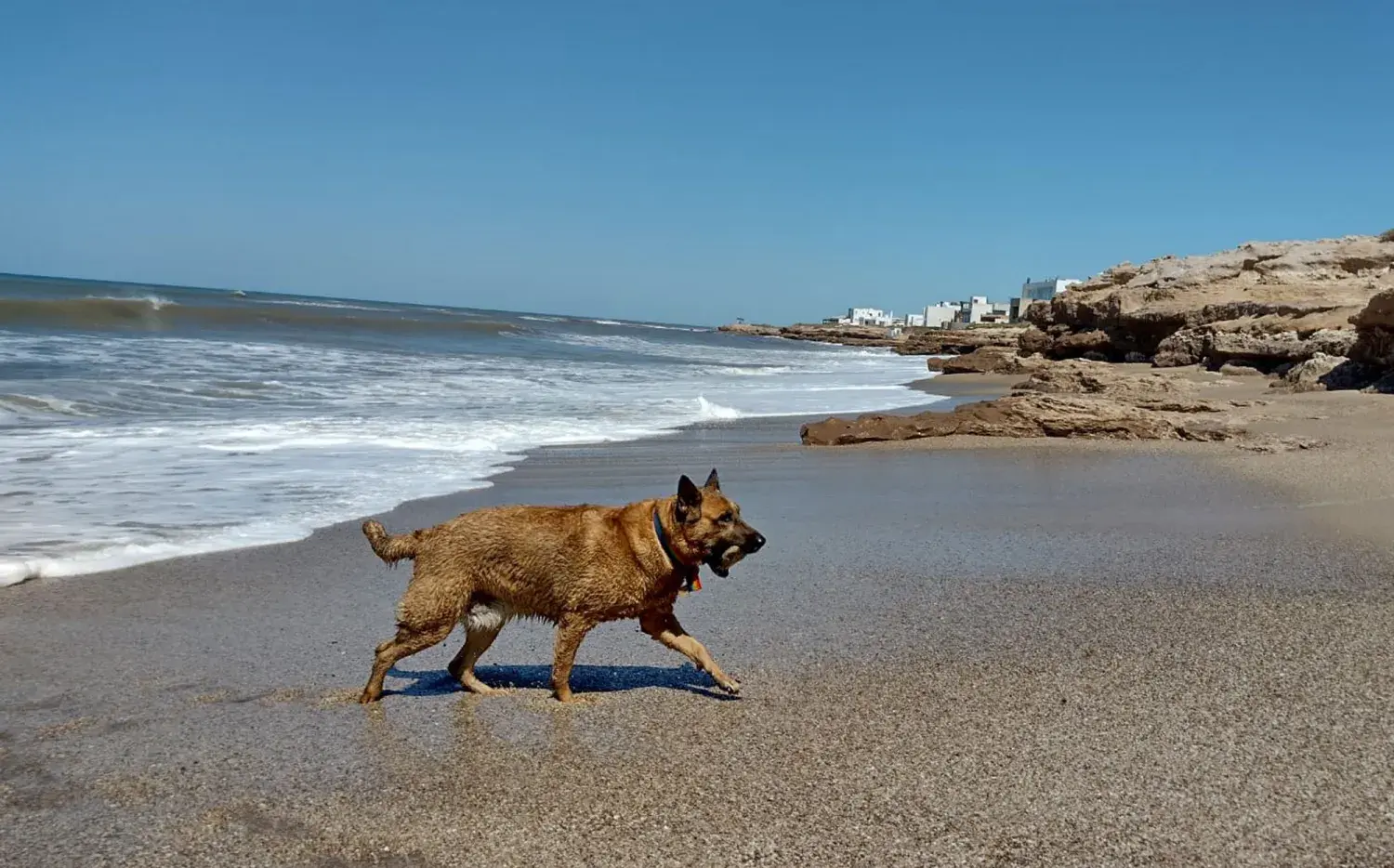 4 playas pet friendly de la Costa Atlántica argentina para disfrutar