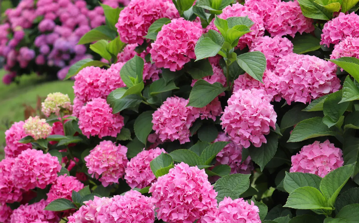 Dónde colocar la hortensia para atraer comprensión y serenidad Dónde colocar la hortensia para atraer comprensión y serenidad