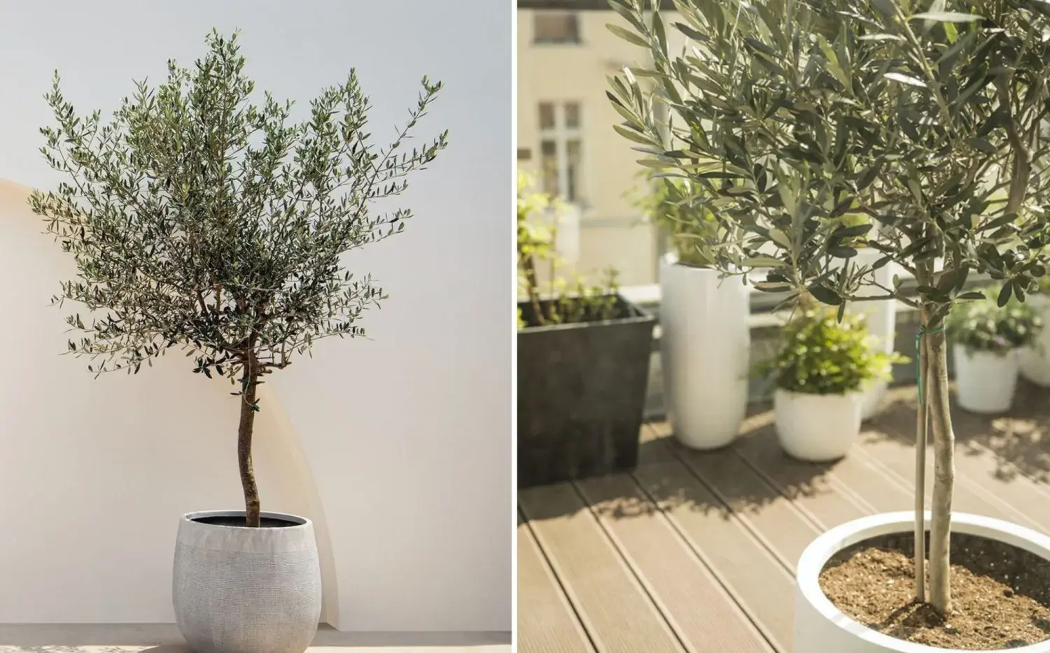 El árbol mini que da sombra sin ocupar espacio en tu balcón