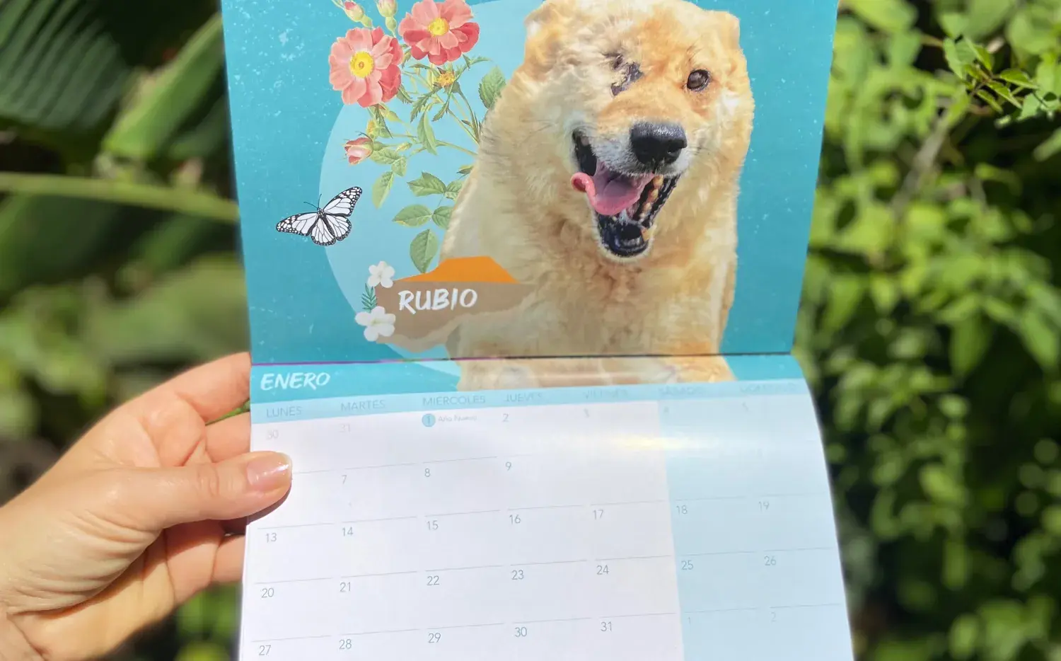 Calendarios solidarios: una forma simple de ayudar y adoptar un animal