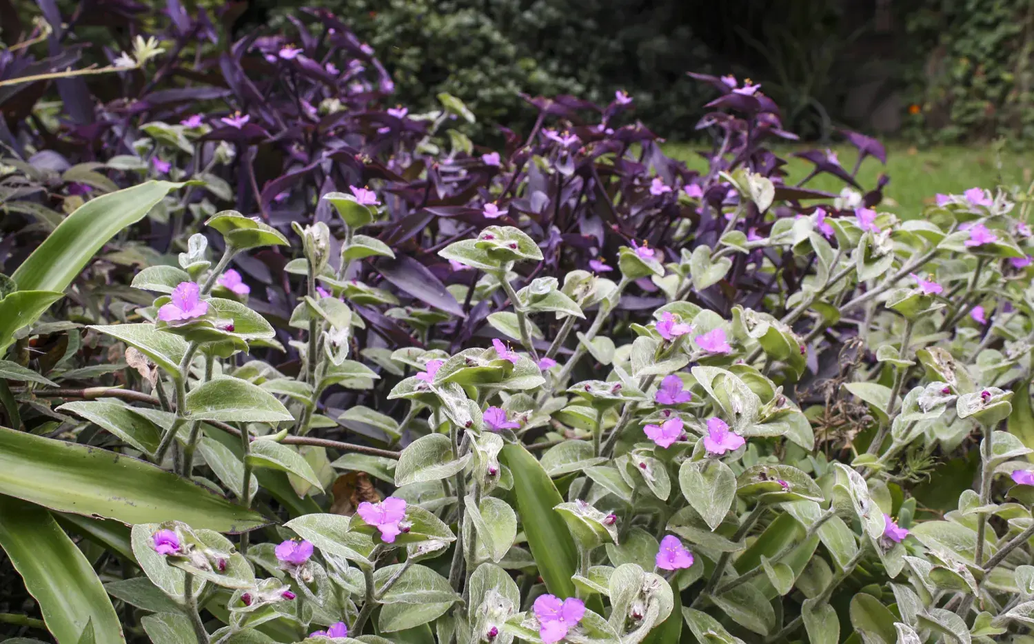 Una planta decorativa de hojas violetas que adorna cualquier ambiente de tu casa Una planta decorativa de hojas violetas que adorna cualquier ambiente de tu casa