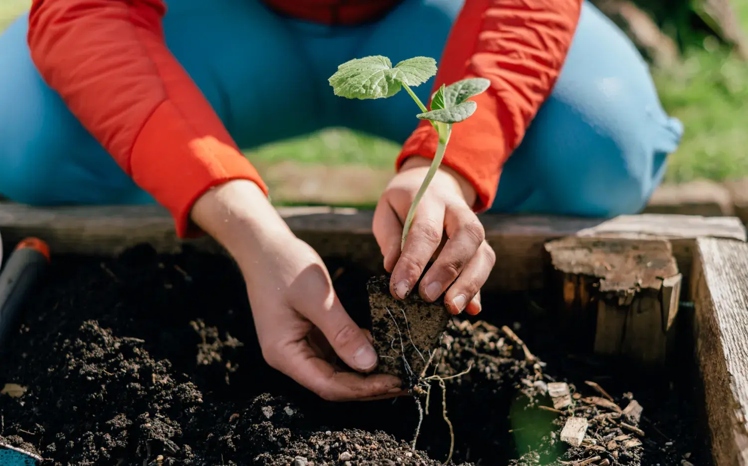 Tu huerta arranca ahora: qué plantar en febrero sin complicarte