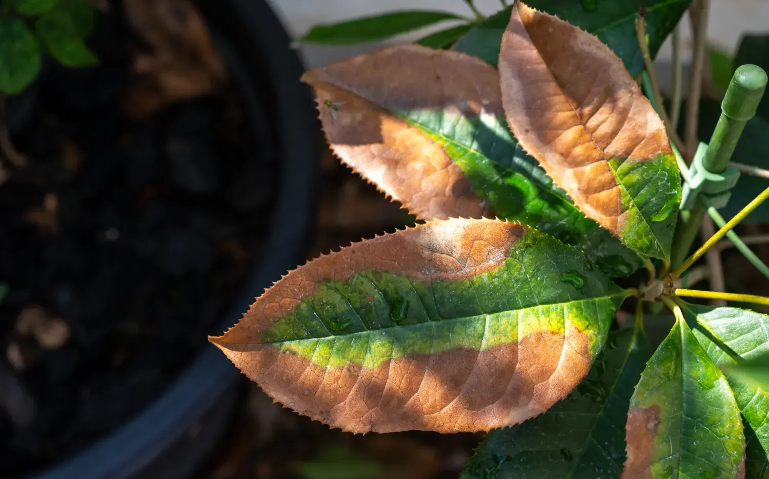 Adiós hojas marchitas: estrategias para salvar tus plantas del calor extremo