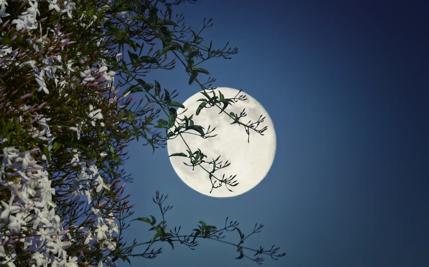 Cuándo es la Luna llena de la flores y cómo aprovechar su energía
