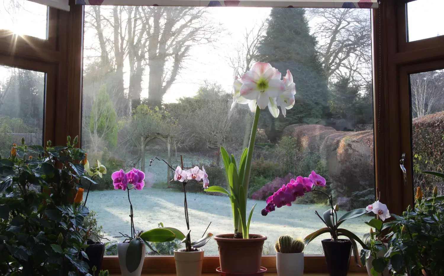 Plantas de interior: las mejores especies para hacer tu casa más cálida en invierno