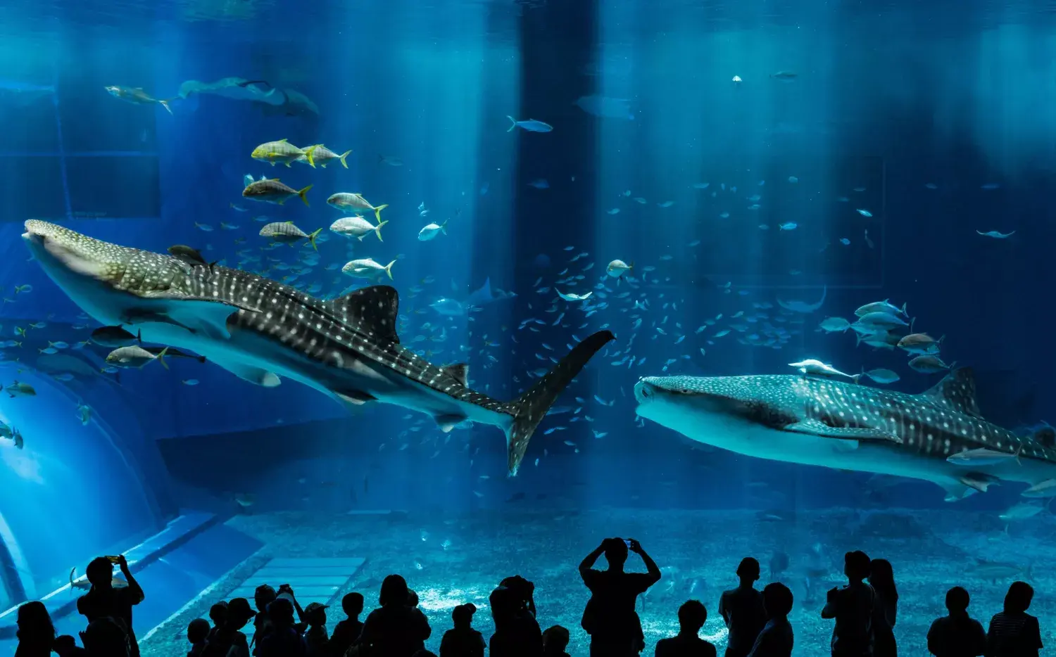 Cinco súper acuarios, de Río a Génova y Okinawa