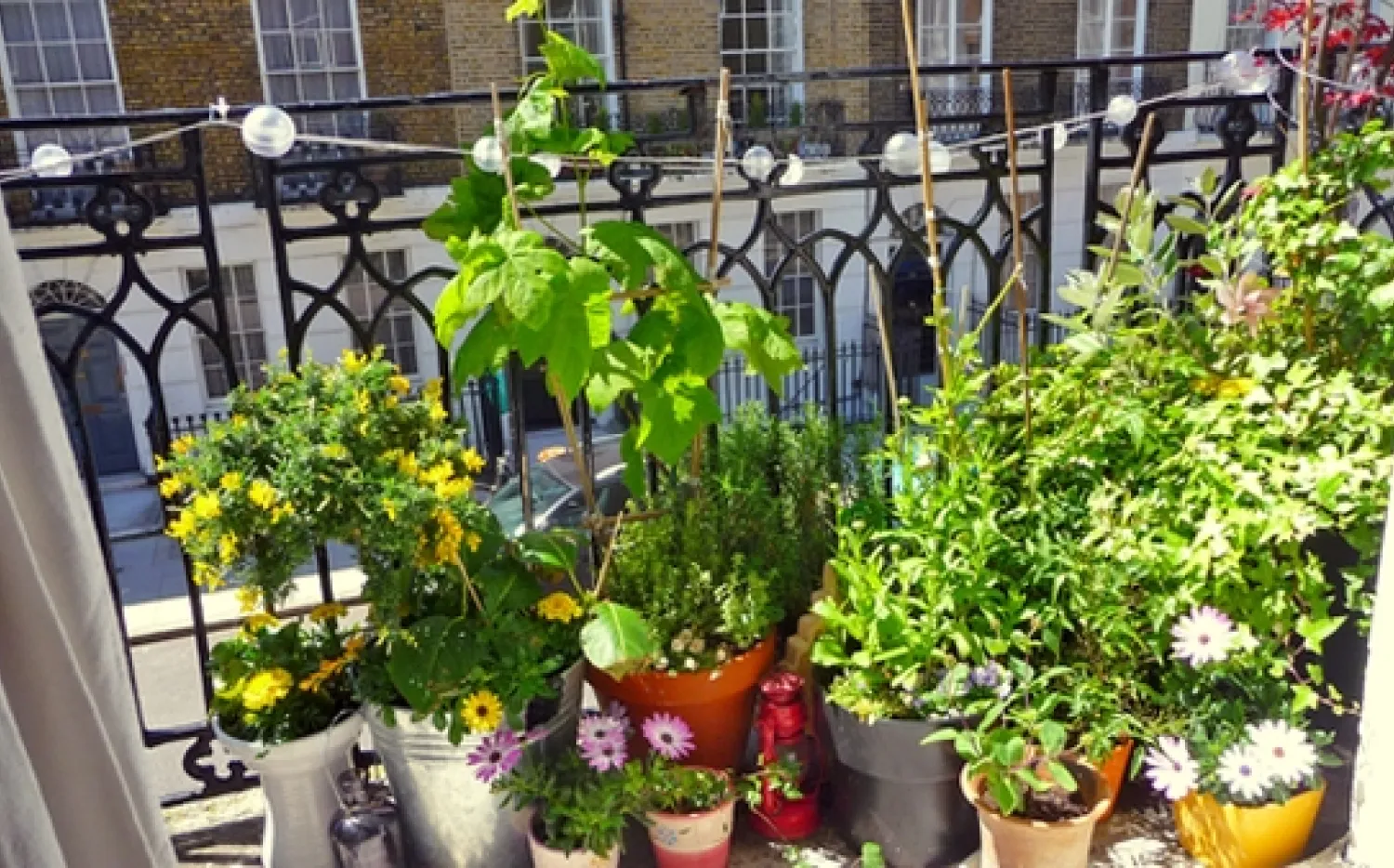 ¿Qué plantas son para balcón? Así podés armar un jardín con flores 