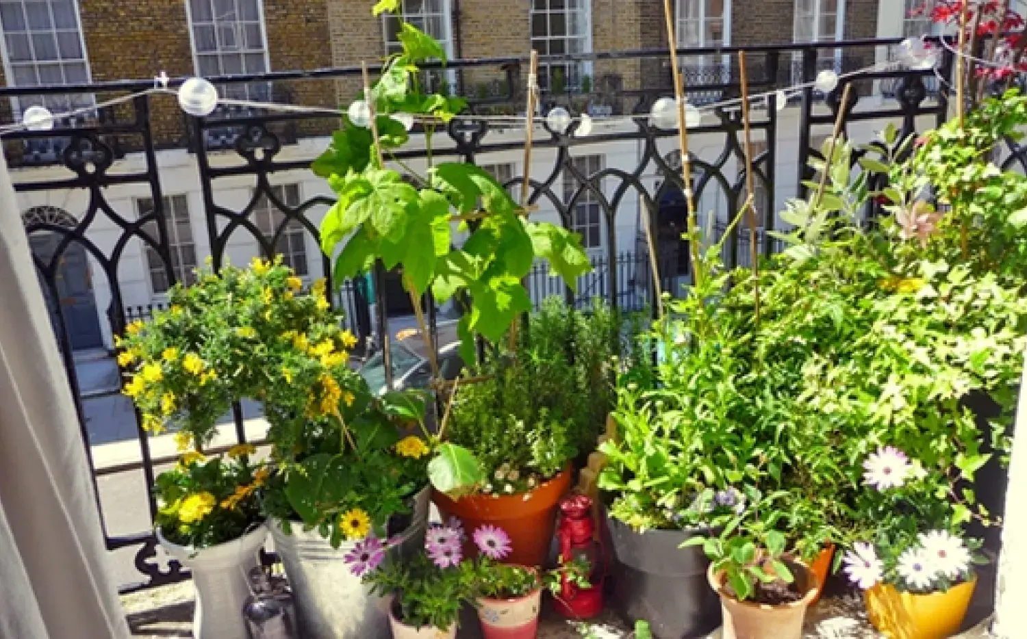 ¿Qué plantas son para balcón? Así podés armar un jardín con flores ¿Qué plantas son para balcón? Así podés armar un jardín con flores