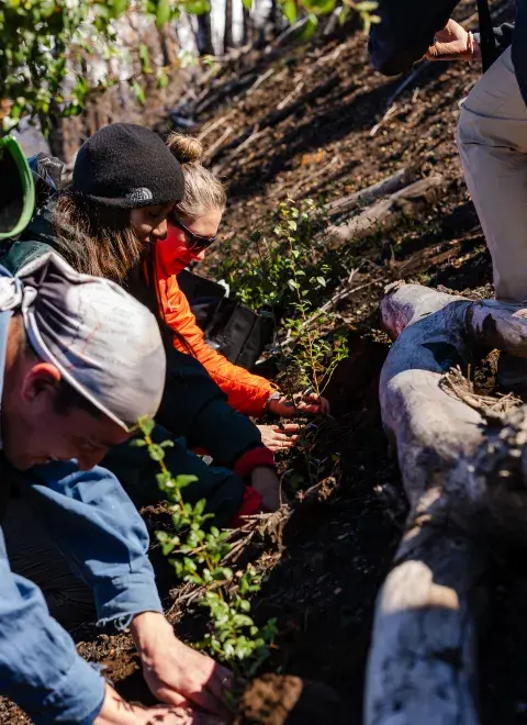 Incendios: cuánto tiempo llevará y cómo se restauran los bosques quemados, según un experto